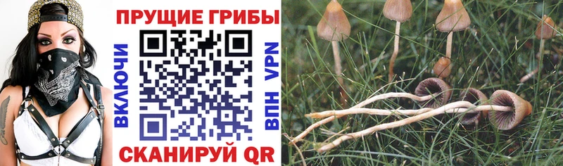 где продают наркотики  мега ТОР  Псилоцибиновые грибы Psilocybine cubensis  Пересвет 